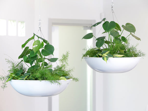 Hover Dish Hanging Planters