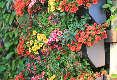 Leo Wall Planter 22"