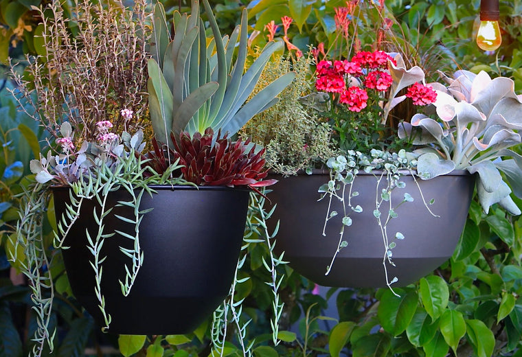 Hover Dish Hanging Planters - Pot Incorporated
