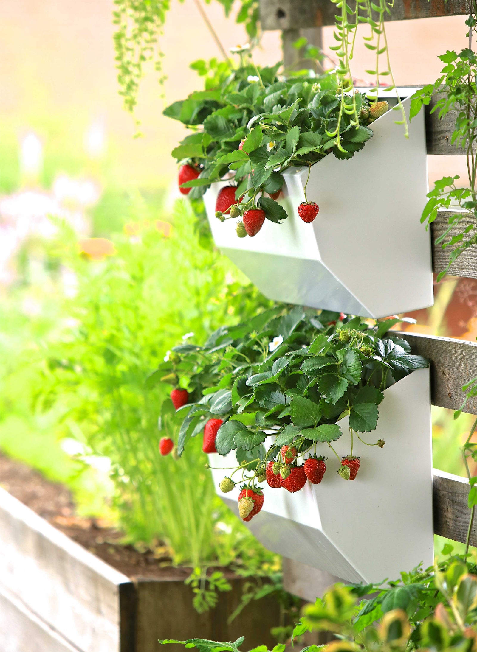 Leo Wall Planter 11"