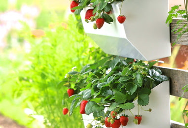 Leo Wall Planter 11"